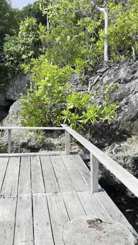 Wooden boardwalk path leading into lush green tropical forest trees.