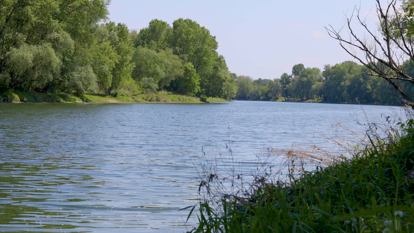 Calm river flowing through green summer forest landscape