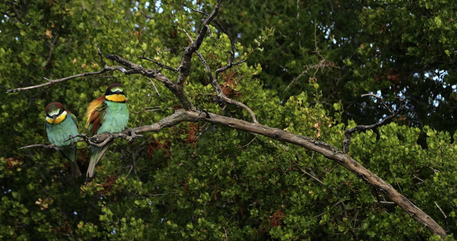Couple of European bee eaters (Merops apiaster), perched on branches. The Camargue, Southern France.