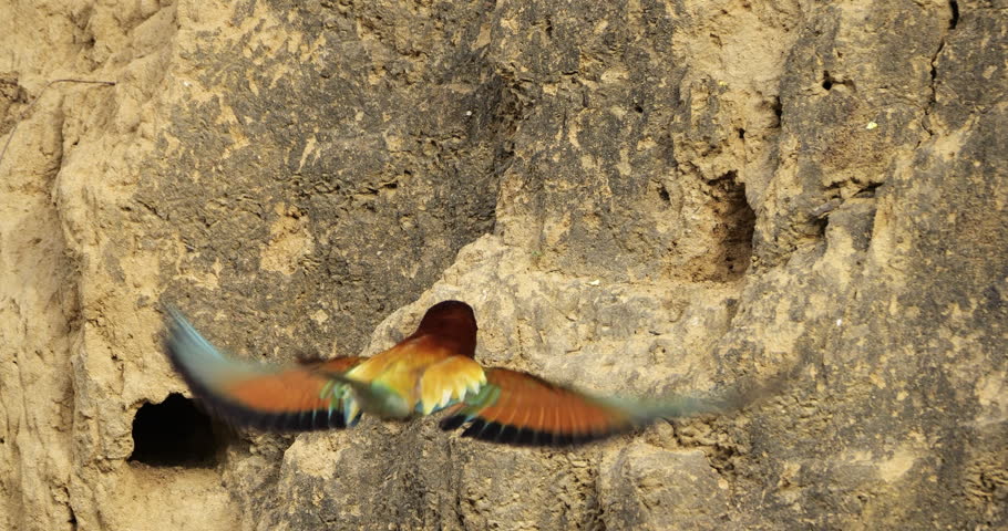 European bee eater (Merops apiaster), preparing the nest. The Camargue, Southern France.