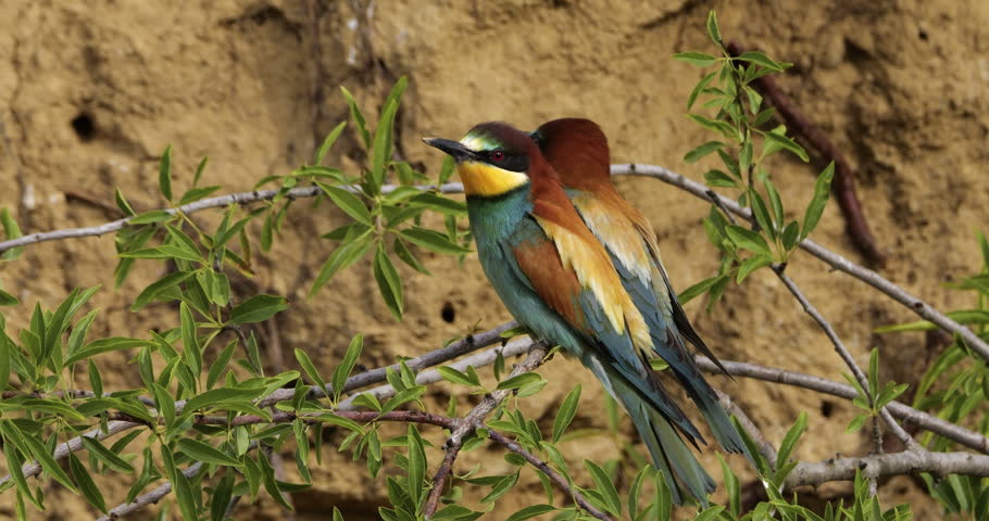 Couple of European bee eaters (Merops apiaster), perched on branches. The Camargue, Southern France.