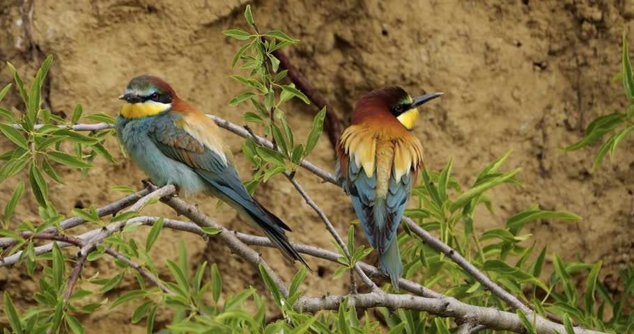 Couple of European bee eaters (Merops apiaster), perched on branches. The Camargue, Southern France.