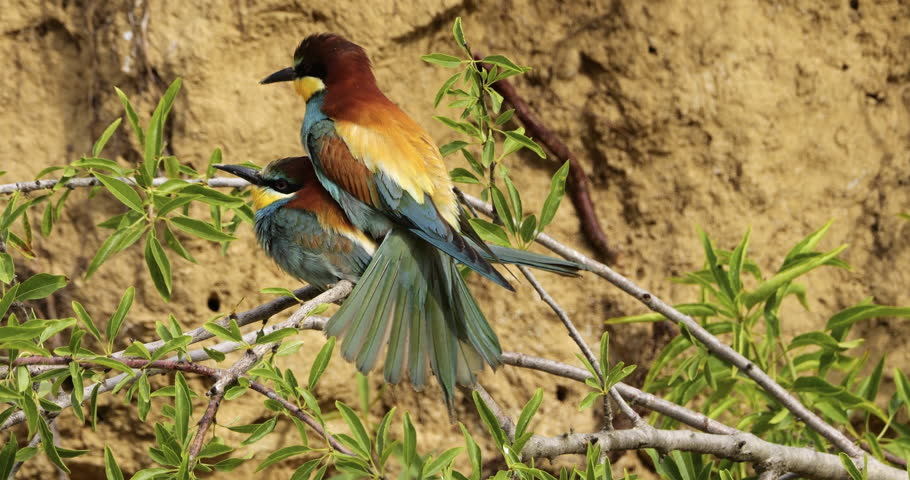Ritual for Couple of European bee eaters (Merops apiaster), during the spring time. The Camargue, Southern France.