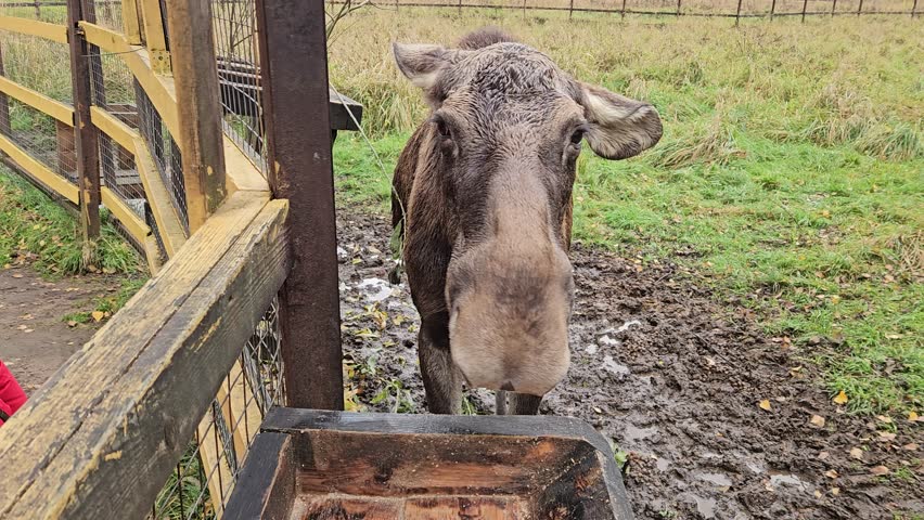 Young woman pets a moose behind a fence. The moose stands near a wooden feeding trough. The scene is set in a muddy, grassy enclosure