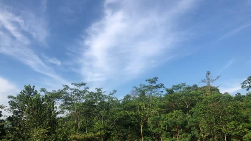 Clouds above a forest with tall, shady trees. 4K video