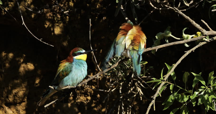 Couple of European bee eaters (Merops apiaster), perched on branches. The Camargue, Southern France.