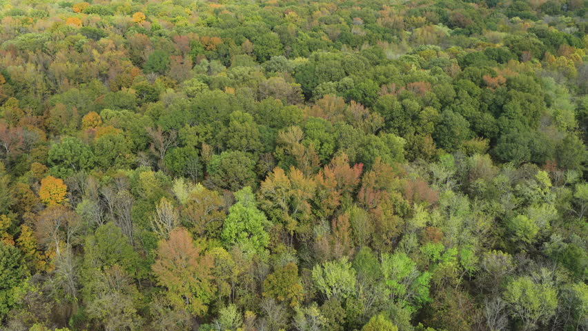 Lush Autumn Forests At W.C. Johnson Park In Collierville, Tennessee, United States. Aerial Tilt-up Shot