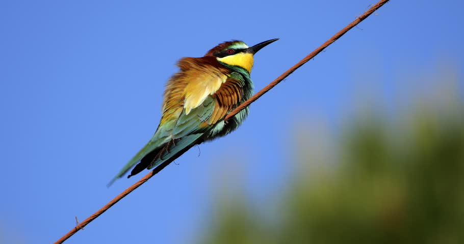 European bee eater (Merops apiaster), perched against the blue sky, The Camargue, Southern France.