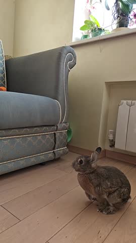 Small brown rabbit stands and jump on hind legs on wooden floor. Rabbit looks toward camera near a blue upholstered chair. It sits on chair cushion, then moves to floor