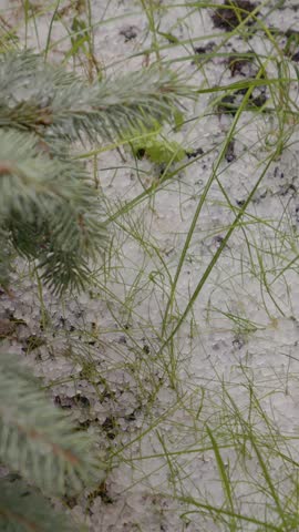 Vertical Screen: Chunks of ice fall from the sky and cover the lawn with hail during heavy rain. Grass and dirt are visible under the ice accumulation.