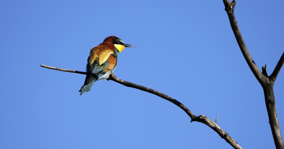 European bee eater (Merops apiaster), perched against the blue sky, The Camargue, Southern France.