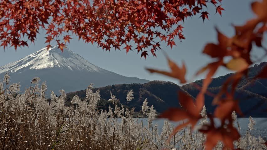 Scenic wide landscape view of Lake Kawaguchiko with Mount Fuji under a clear blue sky framed by vibrant red maple leaves and pampas grass in autumn in Japan