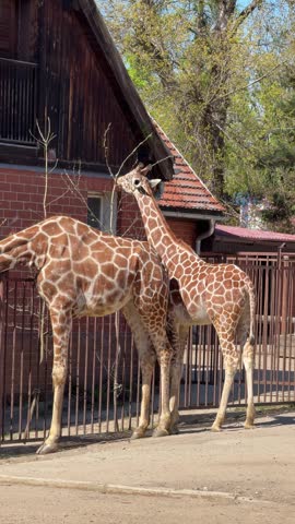 Two giraffes standing in zoo enclosure, one animal eating