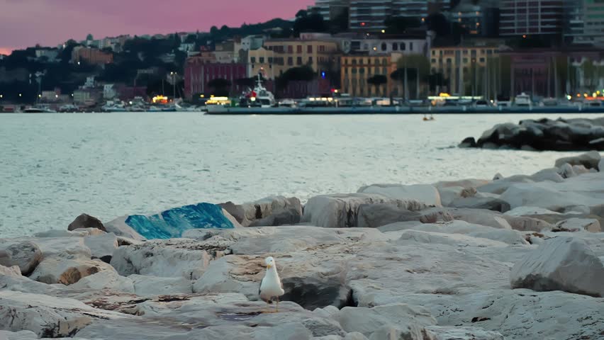 Seagull standing on white coastal rocks in Naples at dusk, with calm bay water and softly lit waterfront buildings in the background.