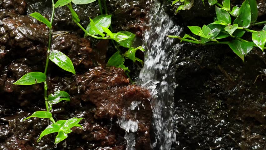 Clear water flows down wet volcanic stones surrounded by vibrant green tropical plants.
