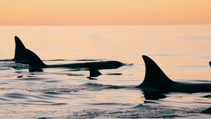 A pod of killer whales swims synchronized through calm ocean waters, their dark dorsal fins silhouetted against a breathtaking golden orange sunset sky