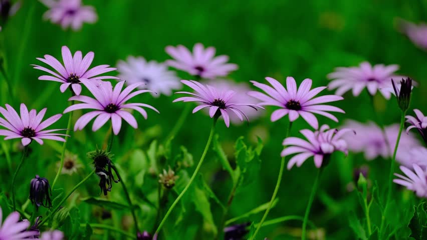 Beautiful Purple Wildflowers Blooming in Lush Green Meadow Field