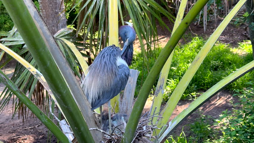 Tri-colored heron and its nestlings