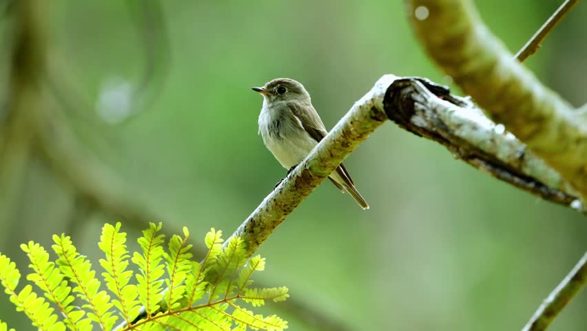 Small bird perched on thin branch in lush green forest setting