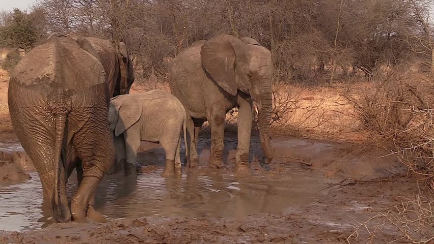 African Elephant Family Standing Together In A Muddy Water Pond
