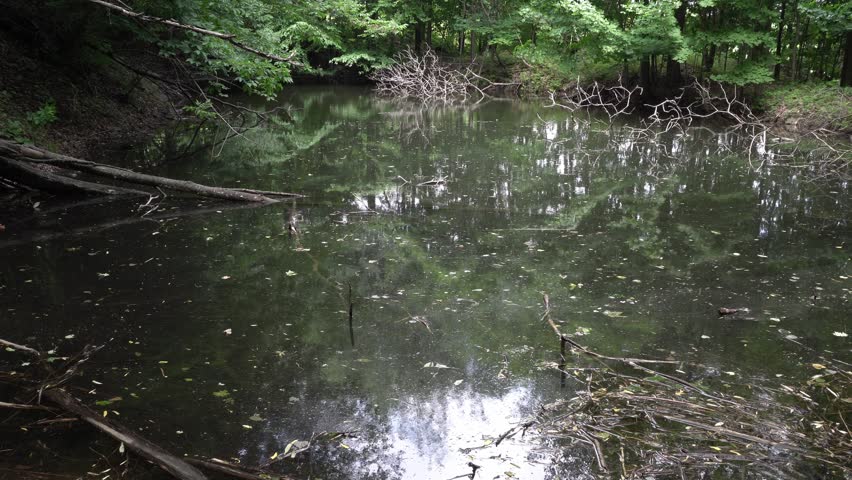 A murky forest pond filled with fallen branches and submerged logs is surrounded by dense green summer foliage under soft overcast light