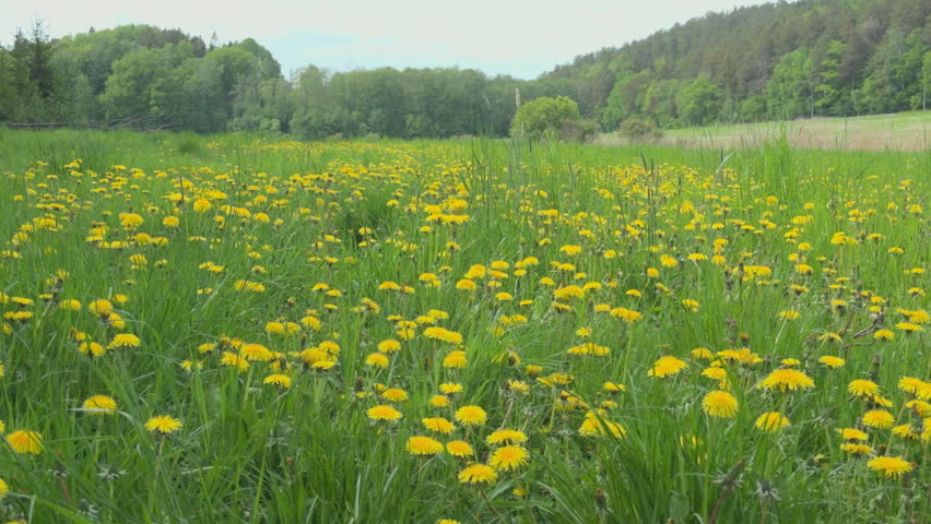 Dandelion Field In Summer Meadow Landscape