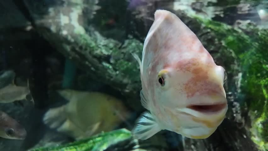 Underwater View of Giant Gourami (Osphronemus goramy) in Aquarium