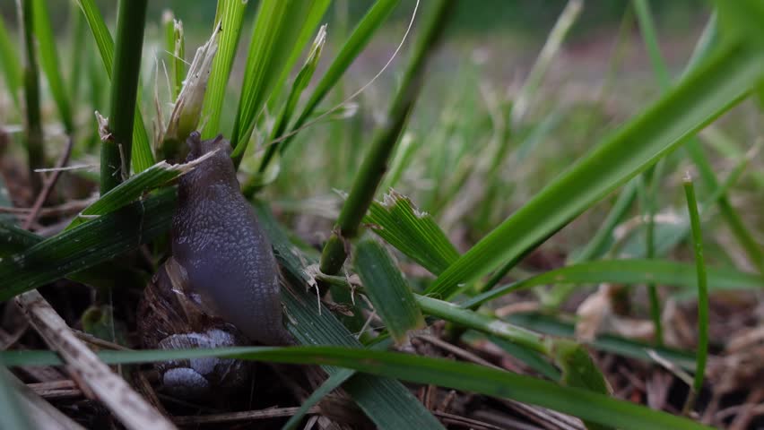 Close-up of a garden snail slowly crawling upward along green blades of grass in a natural environment