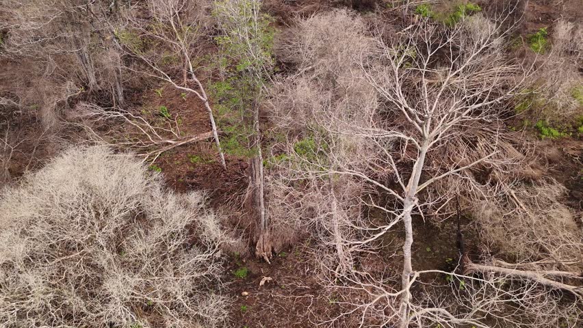 An aerial view showing leafless trees in a dry forest, indicating drought and deforestation.