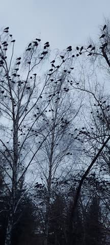 A flock of crows in the trees in the evening. Crows at dusk. A crow circles over the trees. 