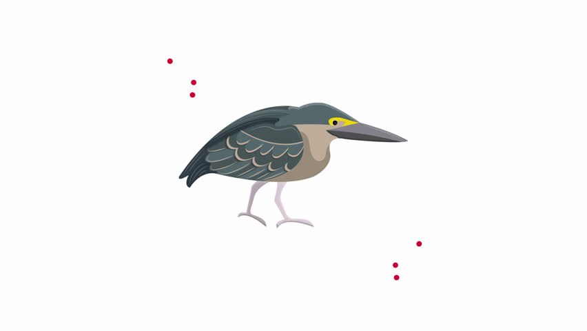 Green heron cartoon with sharp beak, yellow eyes, grey feathers ideal for childrens books, educational materials, and naturethemed designs.