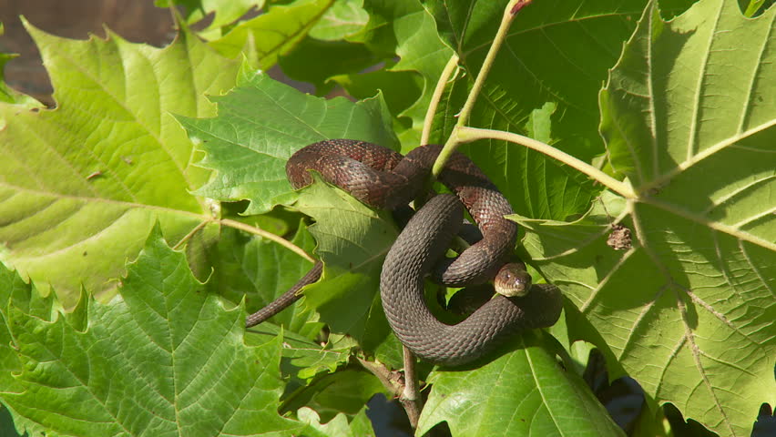 Two Northern Water Snakes (Nerodia sipedon) bask in the sun while entangled with vegetation just above the surface of a stream in spring.
