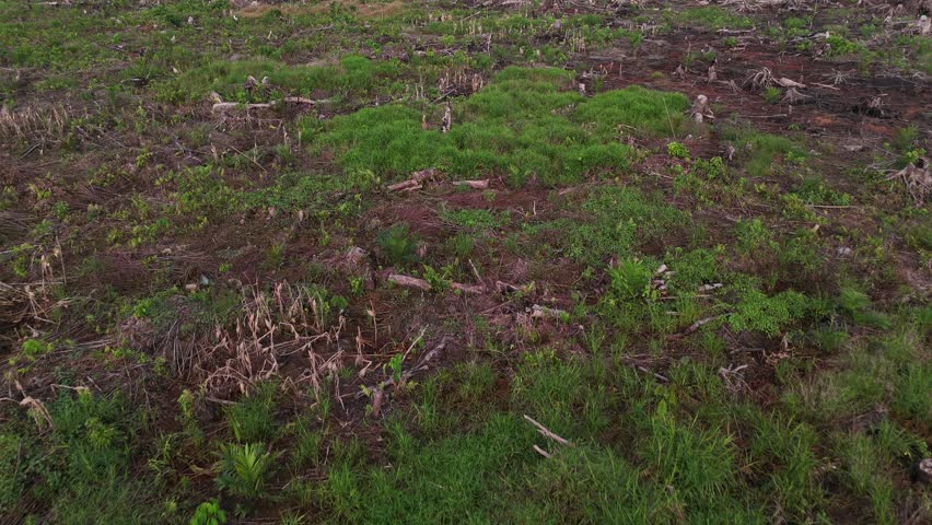 A landscape of clear-cut forest with new shoots and tree stumps following clear-cutting, illustrating the impact of deforestation.