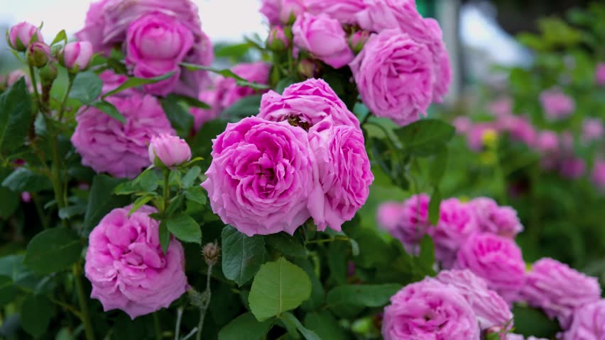 Close-up of pink garden roses blooming among green leaves, showing delicate petals, natural beauty, floral background and romantic spring garden atmosphere.