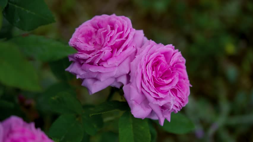 Close-up of pink garden roses blooming among green leaves, showing delicate petals, natural beauty, floral background and romantic spring garden atmosphere.