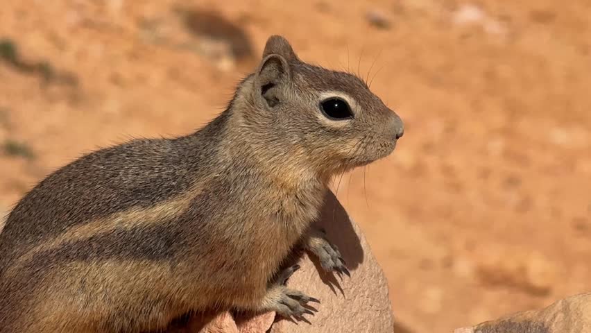Close up of a small, wild chipmunk sitting on a red rock in bryce canyon national park, looking around alertly and attentively while basking in the bright sunlight of the utah desert