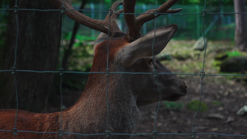 Male deer with large antlers standing near wire fence inside wooded habitat creating reflective mood focused on animal conservation captivity and natural wilderness