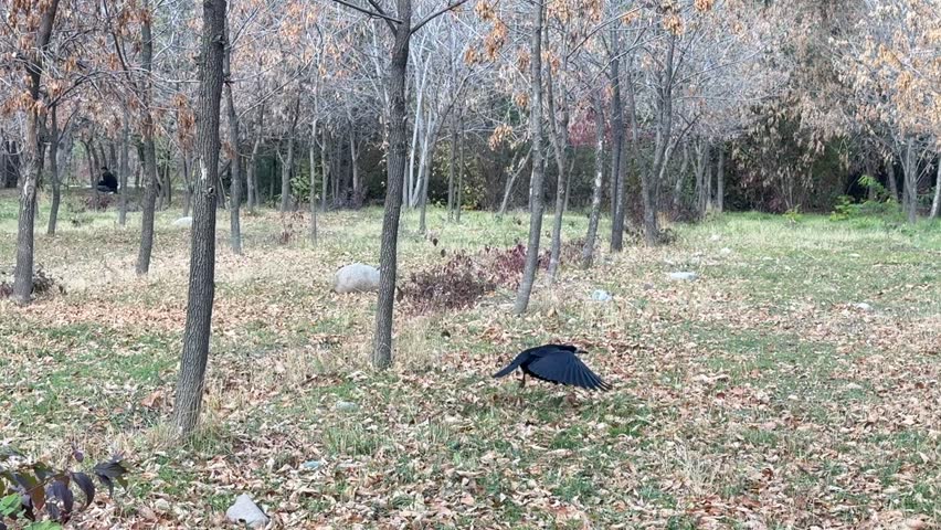 Crow flying low above autumn park ground.