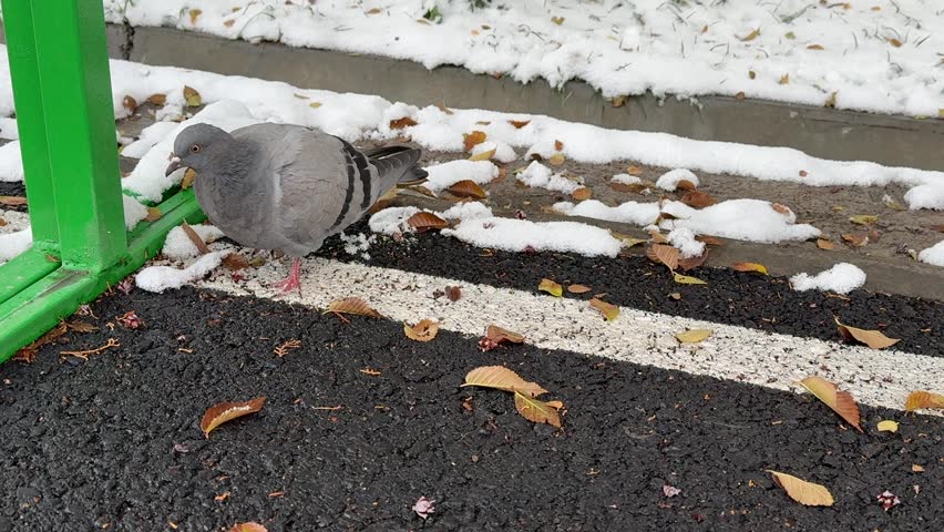 Pigeon walking under a bench during winter.