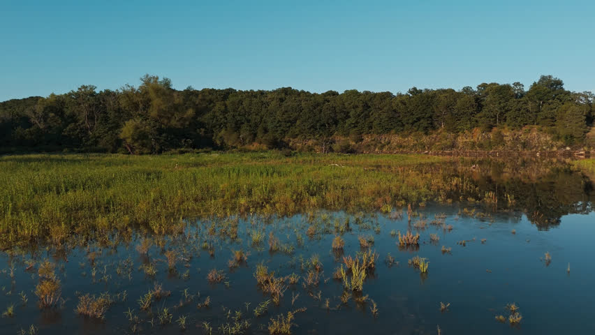 Great blue heron stalking prey through flooded marsh grass at Lake Eucha wetlands, drone smooth pullback