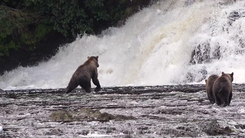 Bears stand by a waterfall as water flows down the rocks. The bears appear focused on catching fish in the rushing river below them.