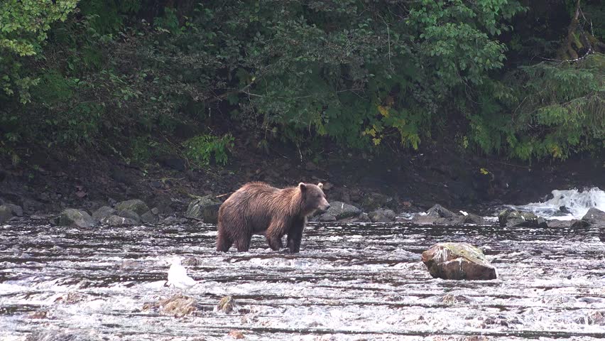 Bears stand by a waterfall as water flows down the rocks. The bears appear focused on catching fish in the rushing river below them.
