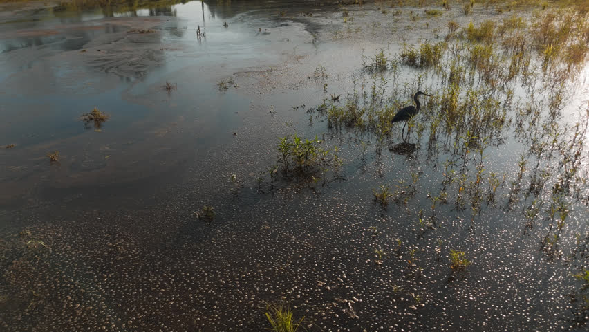 Great blue heron standing in shallow marsh water with sunlight reflections at Lake Eucha, drone silhouette backlit stunning separation