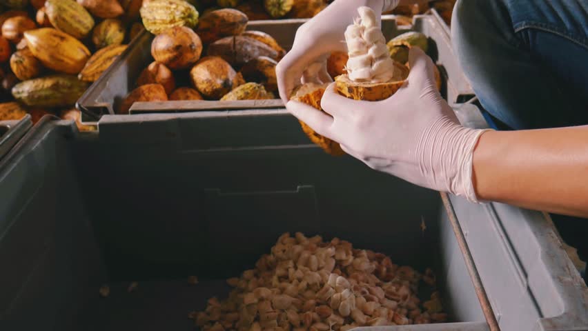 Close-up footage of a farmer wearing white latex gloves carefully splitting open a ripe yellow-orange cacao pod and scooping out fresh cocoa beans into a large fermentation container. A bin filled with harvested cacao pods is visible in the background, while freshly extracted white-pulp cocoa beans accumulate in the foreground bin.