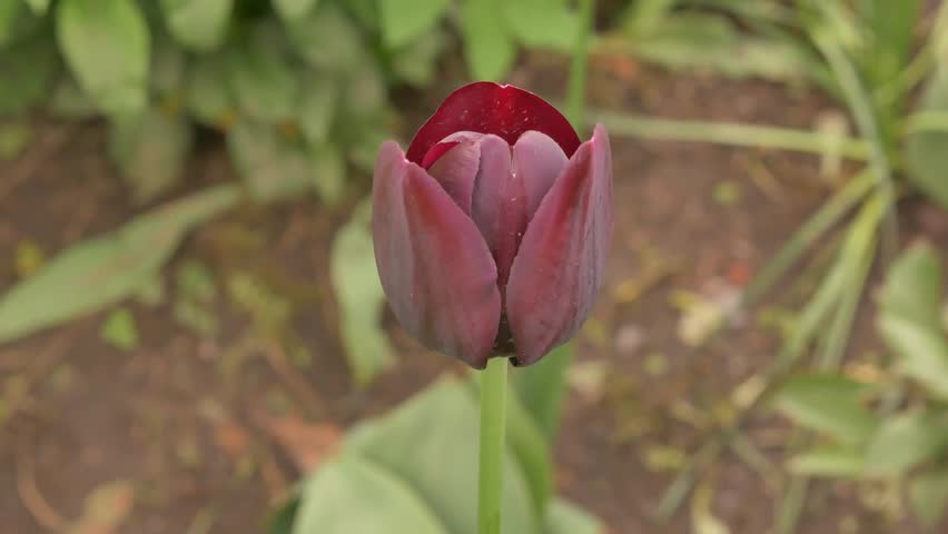 Macro shot of red tulip in a garden, displaying the gradual blooming process with surrounding green foliage. Macro shot of tulip outdoors. Close up tulip