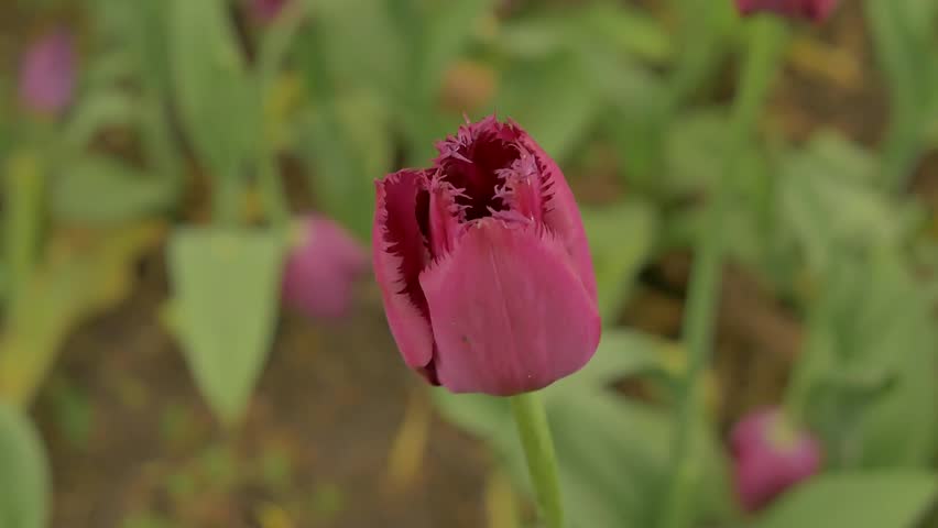 Macro shot of a purple tulip in full bloom outdoors, surrounded by lush green leaves in a garden. Macro shot of tulip outdoors. Close up tulip
