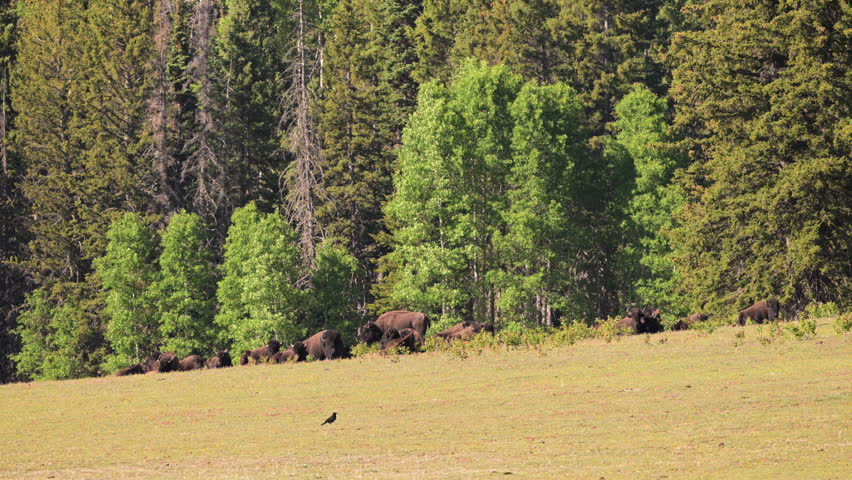 Bison Graze on Edge of Forest on the North Rim of the Grand Canyon