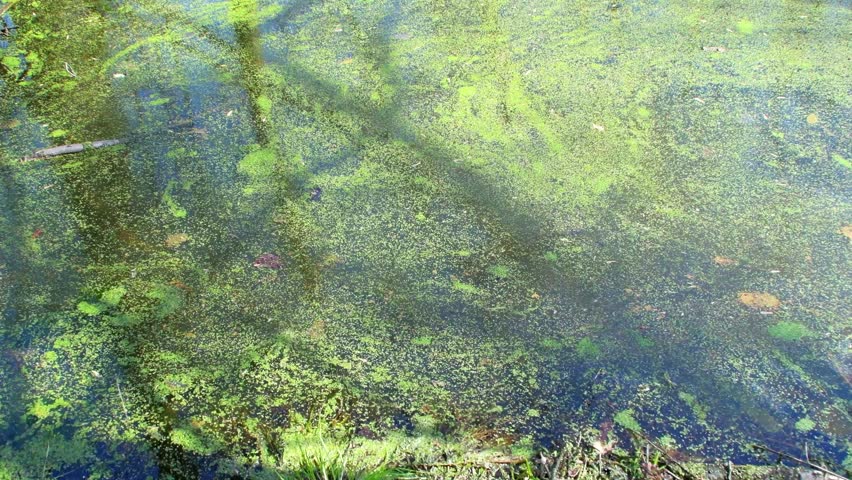 A background of a forest pond covered in mud. Spring plants on the water. Natural landscape of a forest lake.