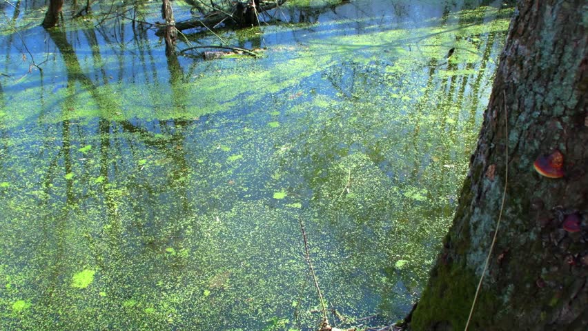 A background of a forest pond covered in mud. Spring plants on the water. Natural landscape of a forest lake.