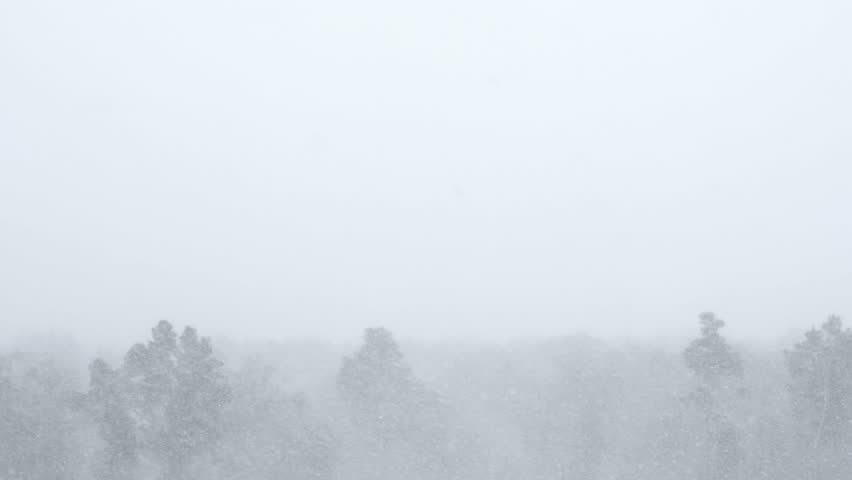Snowstorm obstructing the view of trees and the forest, with heavy snowfall creating a white-out effect.